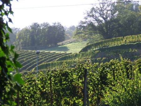 Le vignoble du Jurançon