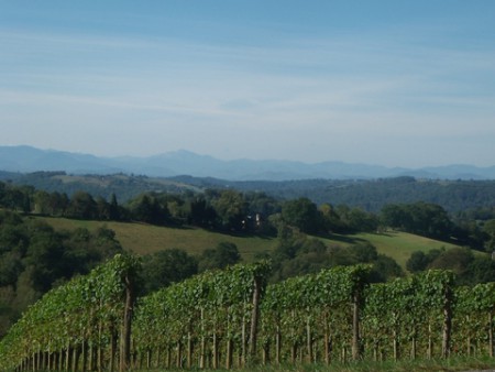 Le Jurançon dans le Piémont pyrénéen