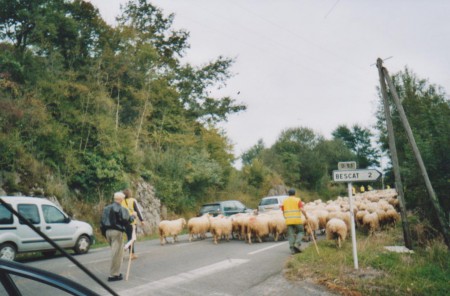 Suivant les moutons transhumant